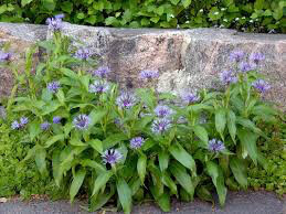 Centaurea montana 1 gal