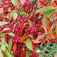Aronia arbutifolia &#39;Brilliantissma&#39; 2 gal