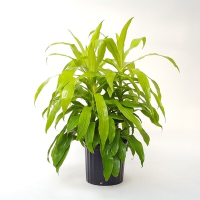 Dracaena Limelight 10&quot;