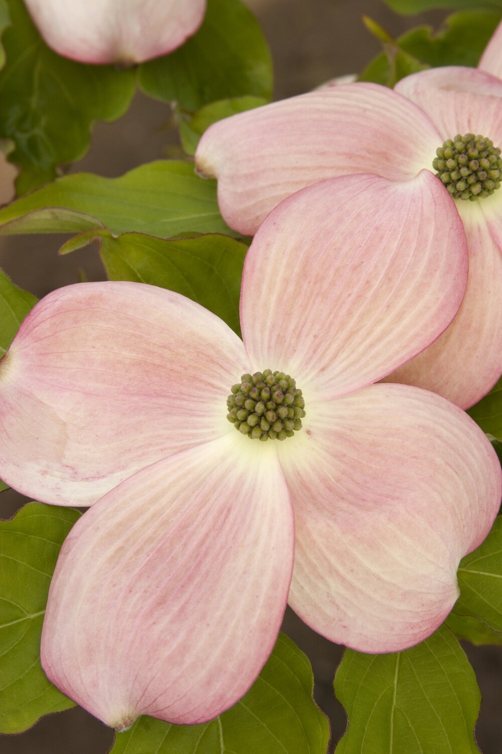dogwood Cornus kousa &#39;Stellar Pink&#39; 10 gal