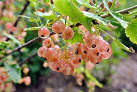 Currant Ribes rubrum 'Champagne Pink' #2