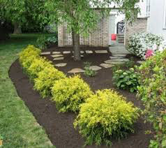 cypress Chamaecyparis pisifera 'Filifera Aurea'  Gold Thread 3 gal