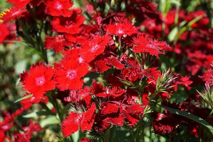 Dianthus &#39;Rockin Red&#39; 1 gal