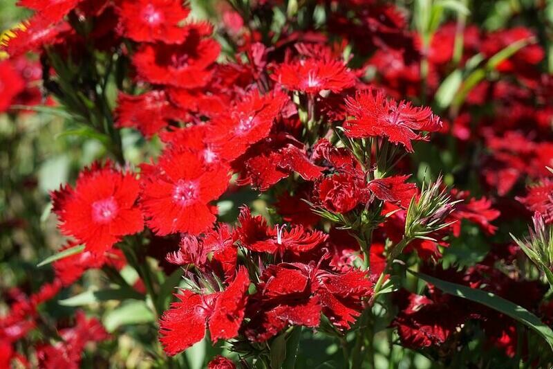 Dianthus 'Rockin Red' 1 gal