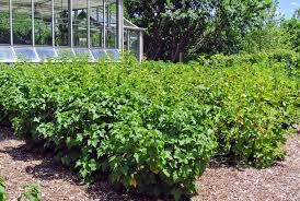 Currant Ribes rubrum &#39;Champagne Pink&#39; #2