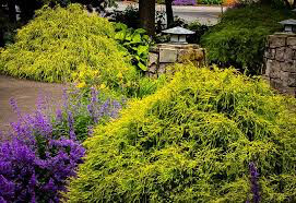 cypress Chamaecyparis pisifera &#39;Filifera Aurea&#39;  Gold Thread 3 gal