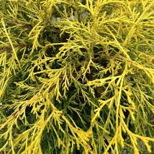 cypress Chamaecyparis pisifera &#39;Filifera Aurea&#39;  Gold Thread 3 gal