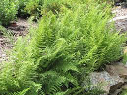 Eastern Fern Dennstaedtia punctilobula 1 gal