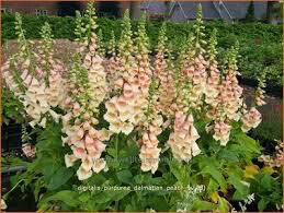 Digitalis purpurea &#39;Dalmatian Peach&#39; 1 gal.