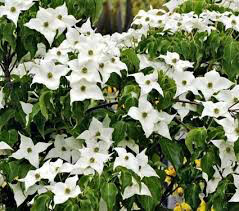 dogwood Cornus kousa var. chinensis &#39;Milky Way&#39; 10 gal