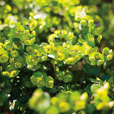 Euphorbia Wood Spurge 1 gal