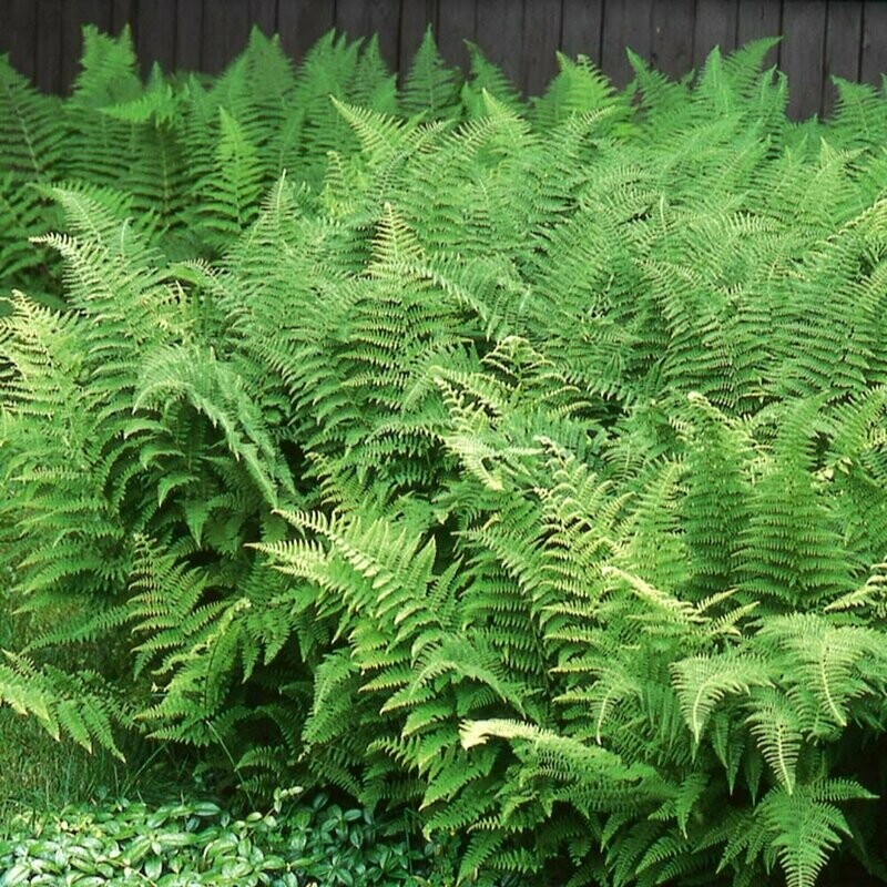 Eastern Fern Dennstaedtia punctilobula 1 gal