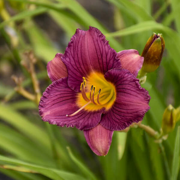 Hemerocallis &#39;Purple D&#39;oro&#39; 1 gal