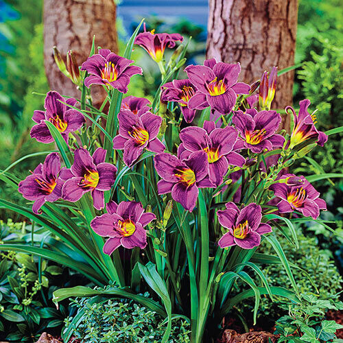 Hemerocallis &#39;Purple D&#39;oro&#39; 1 gal