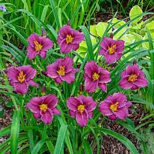 Hemerocallis &#39;Purple D&#39;oro&#39; 1 gal