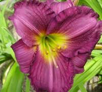Hemerocallis &#39;Purple D&#39;oro&#39; 1 gal