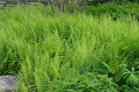 Eastern Fern Dennstaedtia punctilobula 1 gal