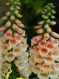 Digitalis purpurea 'Dalmatian Peach' 1 gal.