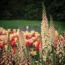 Digitalis purpurea &#39;Dalmatian Peach&#39; 1 gal.
