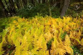 Eastern Fern Dennstaedtia punctilobula 1 gal
