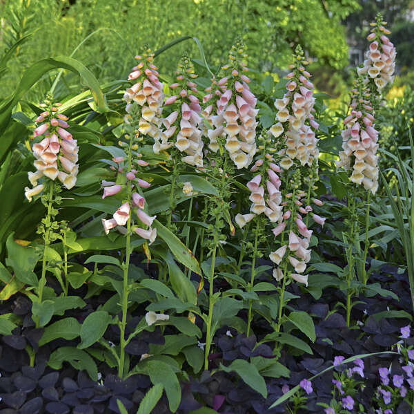 Digitalis purpurea &#39;Dalmatian Peach&#39; 1 gal.