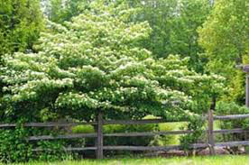 dogwood Cornus alternifolia 7 gal
