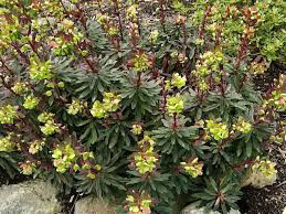 Euphorbia Wood Spurge 1 gal