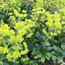 Euphorbia Wood Spurge 1 gal