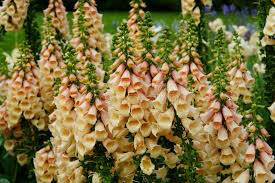 Digitalis purpurea &#39;Dalmatian Peach&#39; 1 gal.