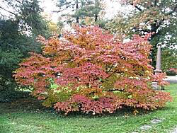 dogwood Cornus kousa var. chinensis &#39;Milky Way&#39; 10 gal