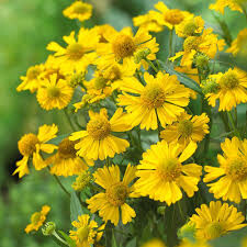 Helenium &#39;Mariachi Sombrero&#39; 1 gal