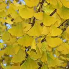 Ginkgo Biloba 'Autumn Gold' 7 gal