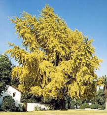 Ginkgo Biloba &#39;Autumn Gold&#39; 7 gal
