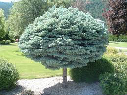 Picea pungens 'Globosa' 7 gal