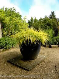Hakonechloa Macra &#39;All Gold&#39; (1 Gal)