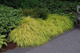 Hakonechloa Macra 'All Gold' (1 Gal)