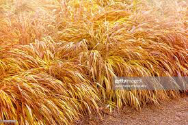 Hakonechloa Macra &#39;All Gold&#39; (1 Gal)