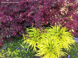 Hakonechloa Macra &#39;All Gold&#39; (1 Gal)