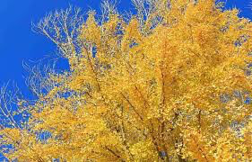 Ginkgo Biloba &#39;Autumn Gold&#39; 7 gal