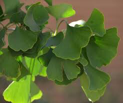 Ginkgo Biloba &#39;Autumn Gold&#39; 7 gal