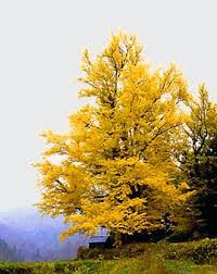 Ginkgo Biloba &#39;Autumn Gold&#39; 7 gal