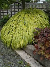 Hakonechloa Macra &#39;All Gold&#39; (1 Gal)
