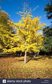 Ginkgo Biloba &#39;Autumn Gold&#39; 7 gal