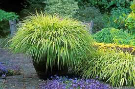 Hakonechloa Macra &#39;All Gold&#39; (1 Gal)
