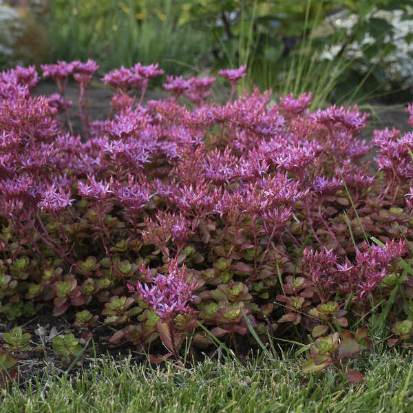 Sedum spurium red form - Blaze Stonecrop 1 pt