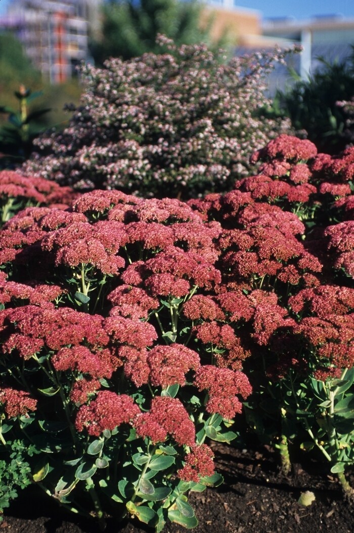 Sedum spectabile &#39;Autumn Joy&#39; 2 gal