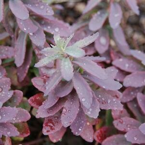 Sedum &#39;Plum Perfection&#39; 8&quot;