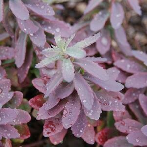 Sedum 'Plum Perfection' 8"