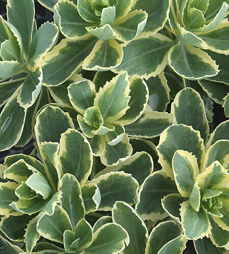 Sedum &#39;Frosted Fire&#39; 1 gal