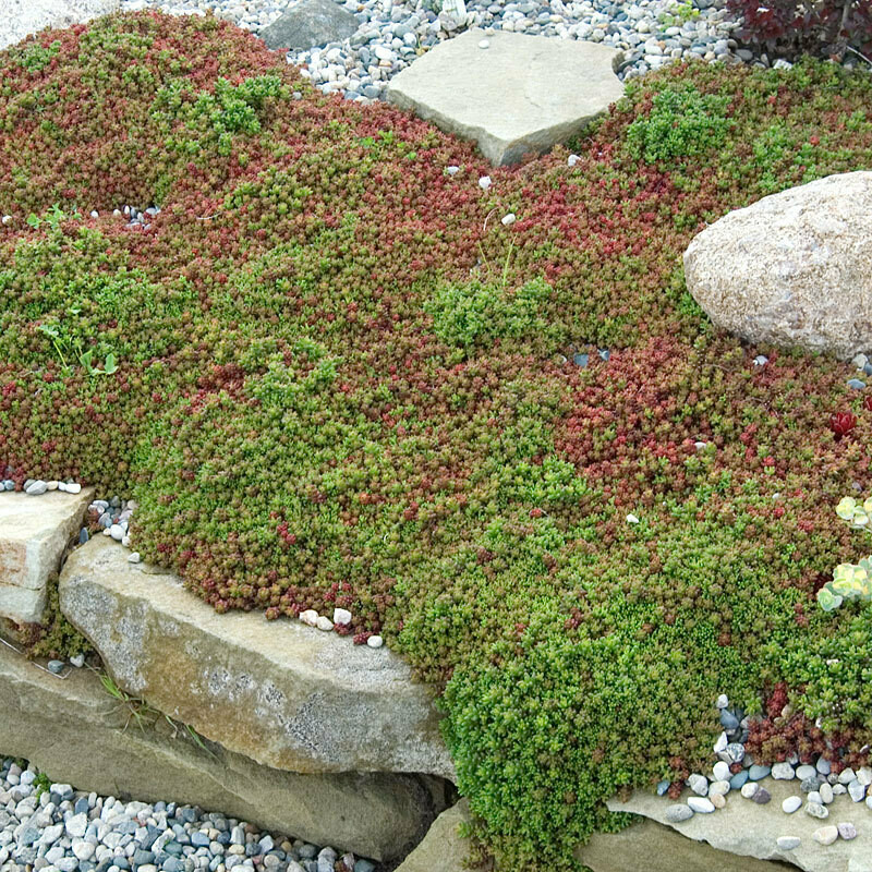 Sedum album &#39;Coral Carpet&#39; - White Stonecrop 1 pt.